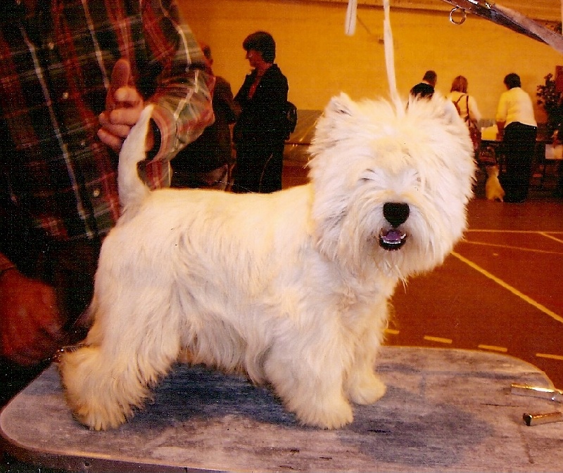 Les West Highland White Terrier de l'affixe De la petite commune